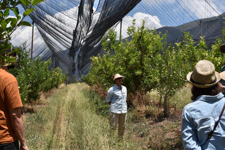 Learn the ins and outs of apple production
