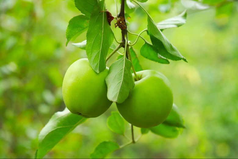 De l'arbre à la table !