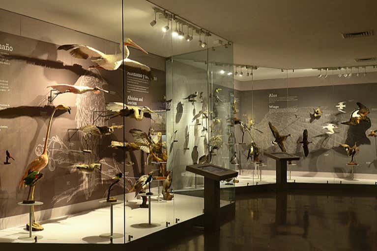 Admire over 3000 examples of taxidermied birds