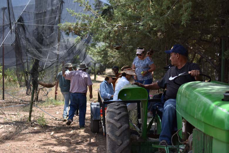 Baladez-vous dans le verger