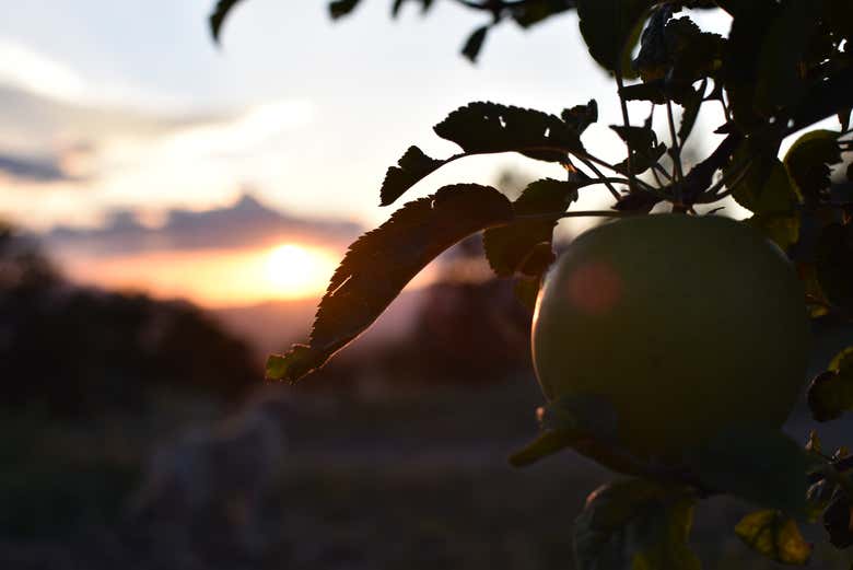 Apprenez-en davantage sur la floraison