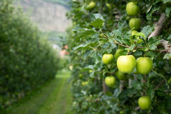 Apple Orchard Visit