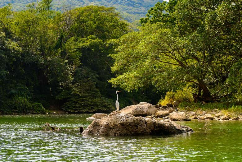 tour canon del sumidero Fauna en el Cañón del Sumidero