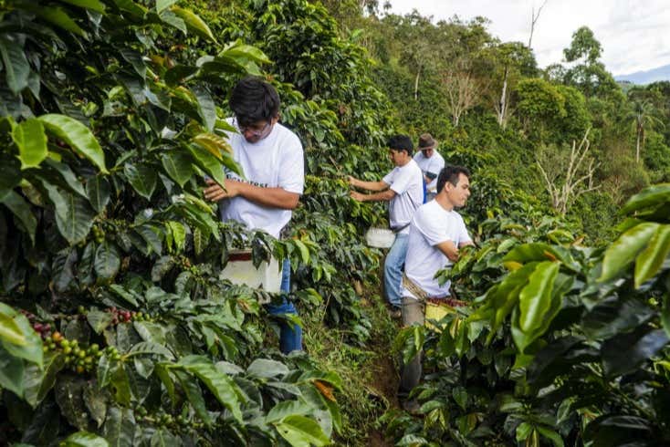 Visitaremos unas plantaciones de café