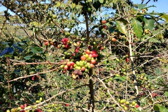 Os explicaremos todo el proceso del café