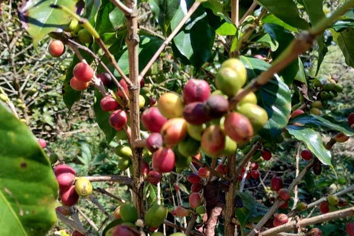 Sabremos qué sucede desde el plantado hasta la semilla naciente