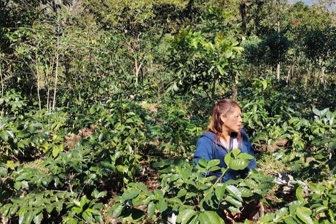 Disfrutando de la visita guiada por los plantíos de café