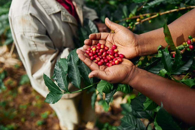 Aprenderemos sobre el secado, tostado y molido de café