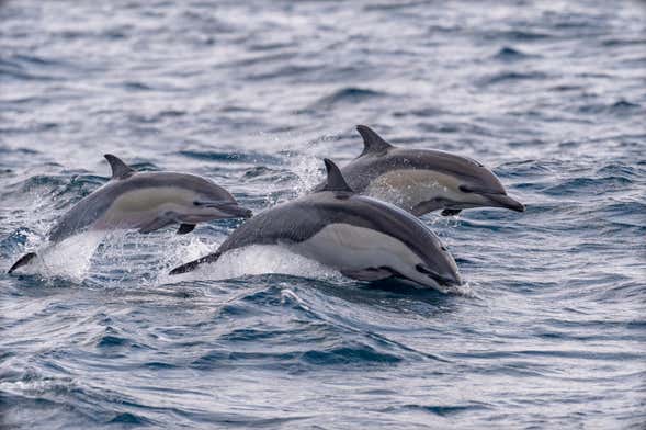 Avistamiento de delfines en Isla Aguada