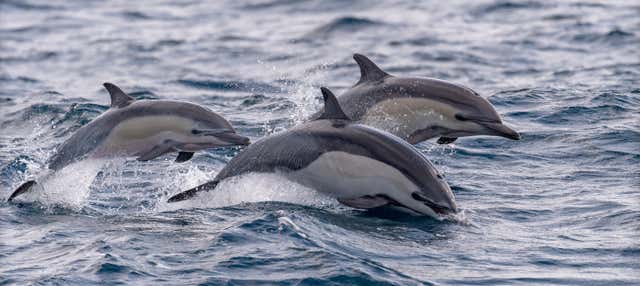 Avistamiento de delfines en Isla Aguada