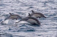 Avistamiento de delfines en Isla Aguada