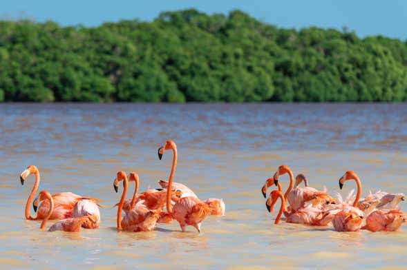 Excursión a Isla Arena
