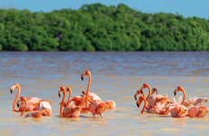 Excursión a Isla Arena