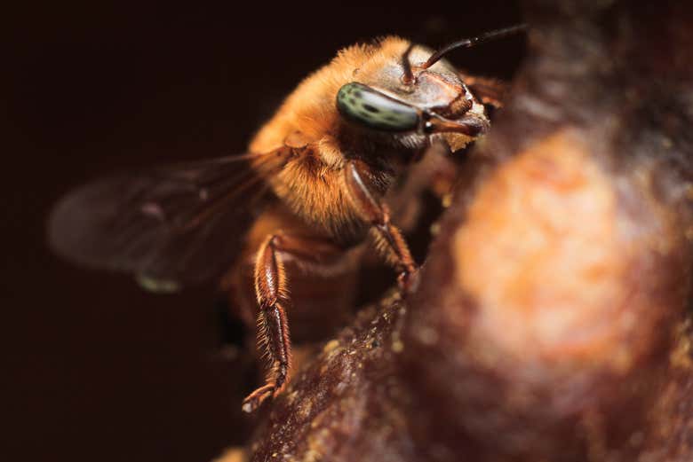 Conociendo a la abeja melipona