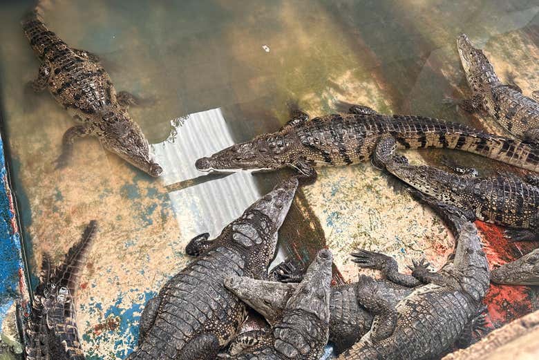 Veremos cocodrilos en Isla Arena