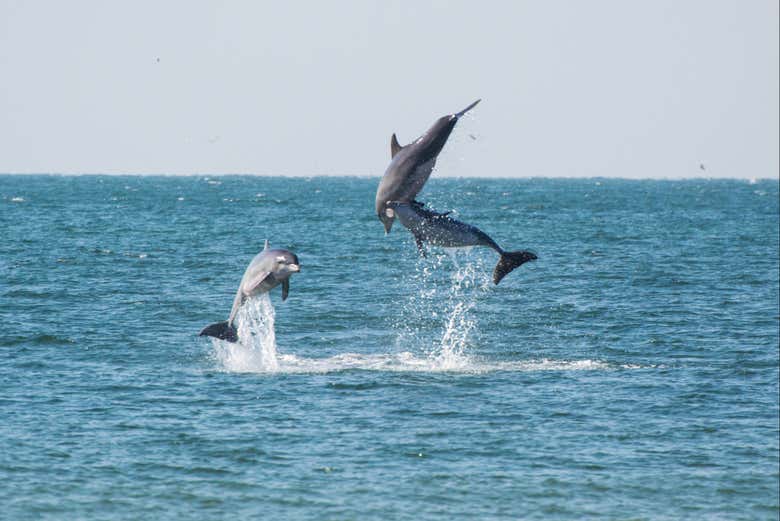 Veremos de cerca cómo saltan los delfines
