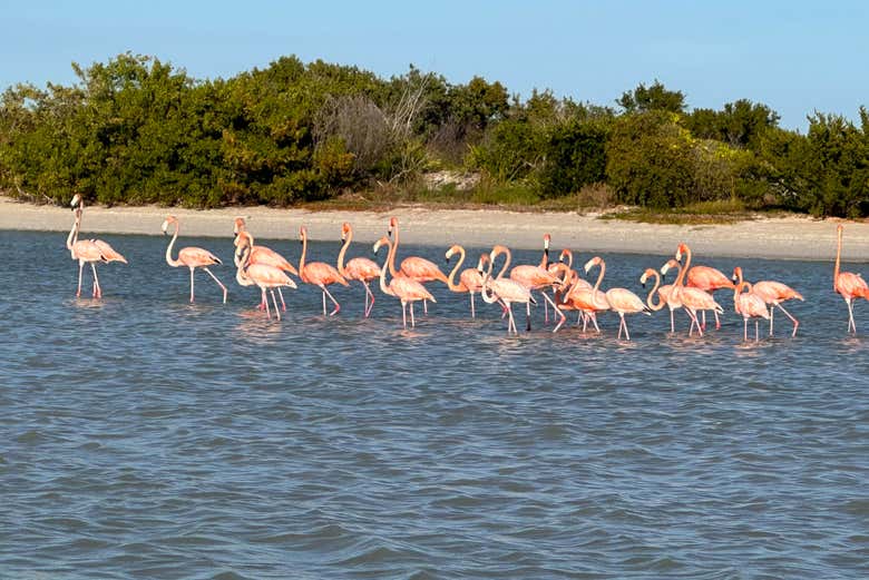 Los flamencos rosas de Isla Arena