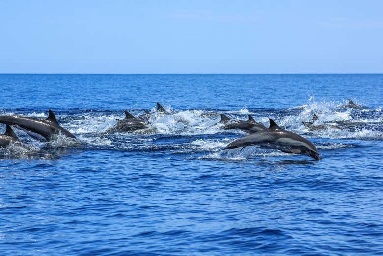 Delfines en la costa de Yucatán