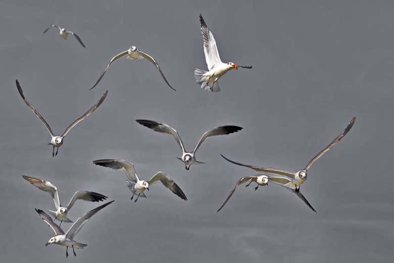 Pájaros de la laguna de Términos