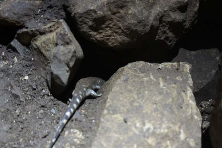 Un lagarto en la gruta La Puente