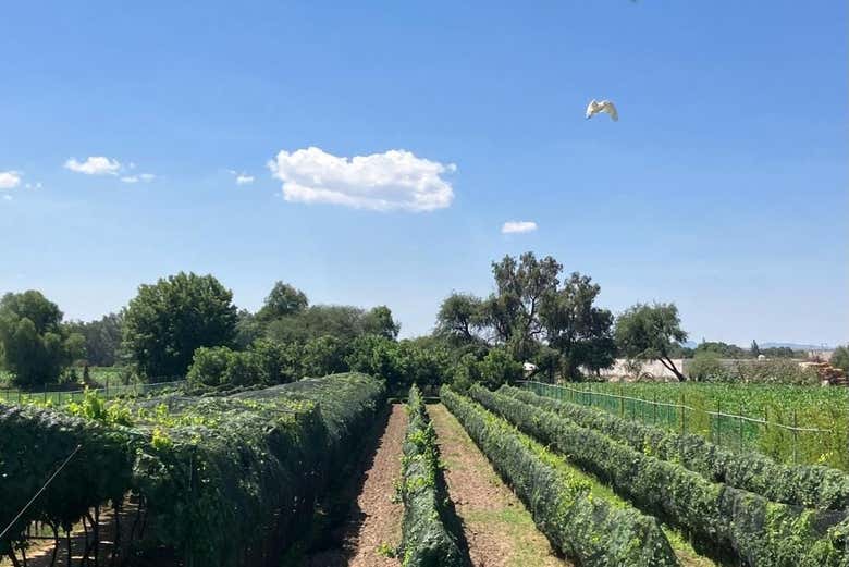 Viña TX, un viñedo familiar encantador