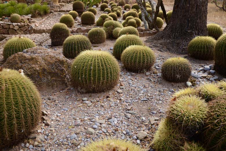 Cactus de Cadereyta de Montes