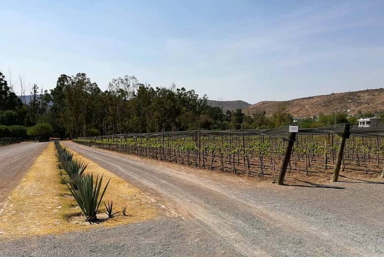 Viñedos de la hacienda