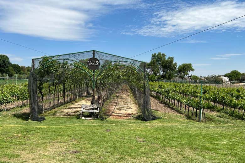 Viñedo Viña TX