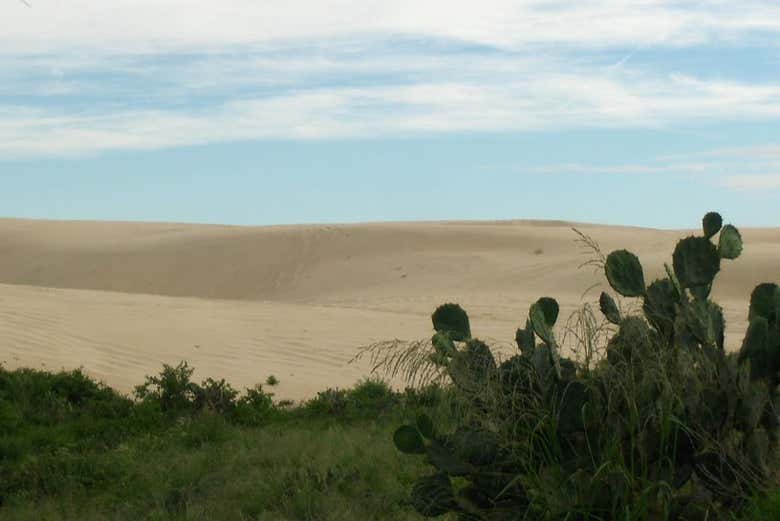 Paraje dunar de Tampico