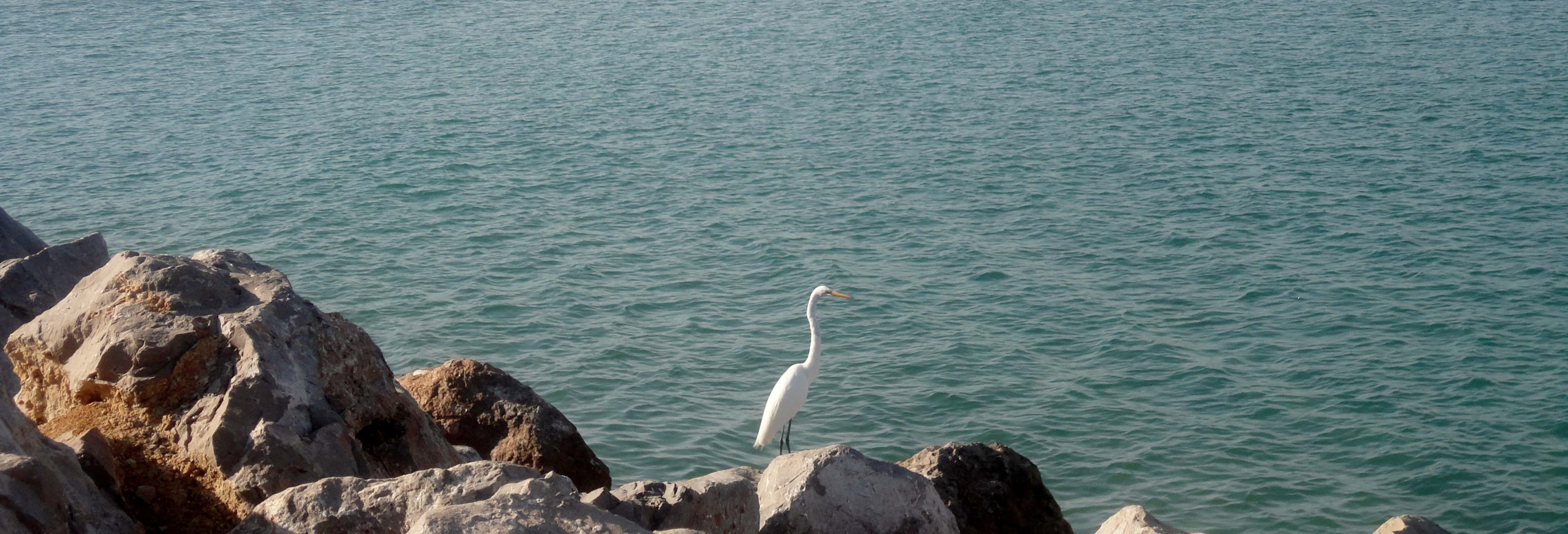 Visitas guiadas y free tours en Tampico 