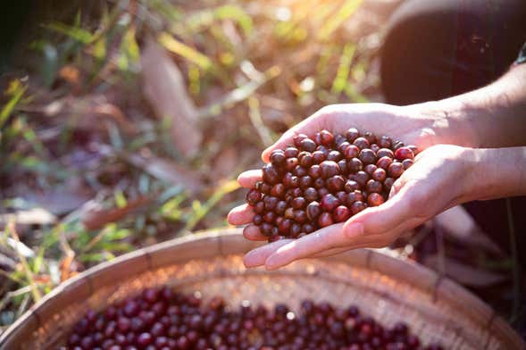 Organic Coffee Farm Tour