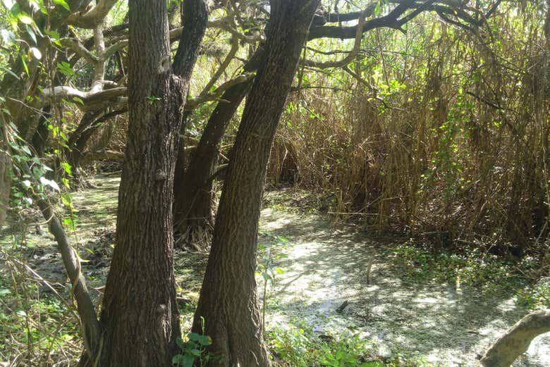 Naturaleza de Oxwatz 