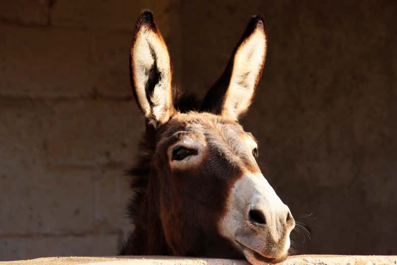 A Otumba vedremo Burrolandia