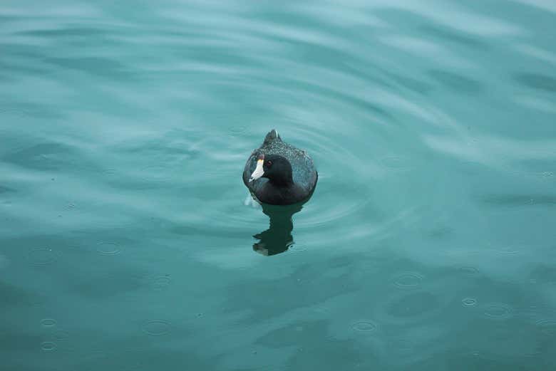 Fauna de la laguna de Santa María del Oro