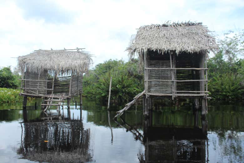 Paseo por los manglares