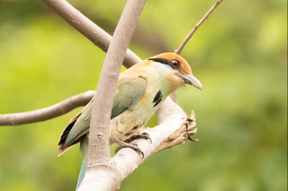 Avistamiento de aves en Tepoztlán