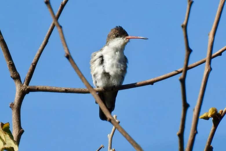 Colibrí corona violeta sobre una ramita