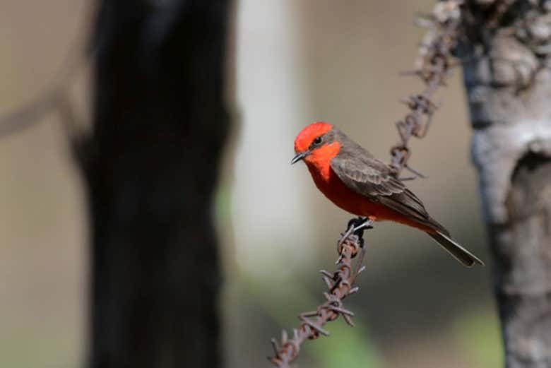 Mosquero cardenal