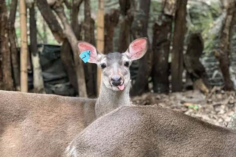 Un simpático venado 