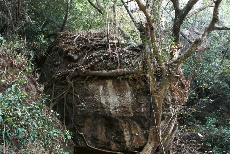 Árbol con enormes raíces 