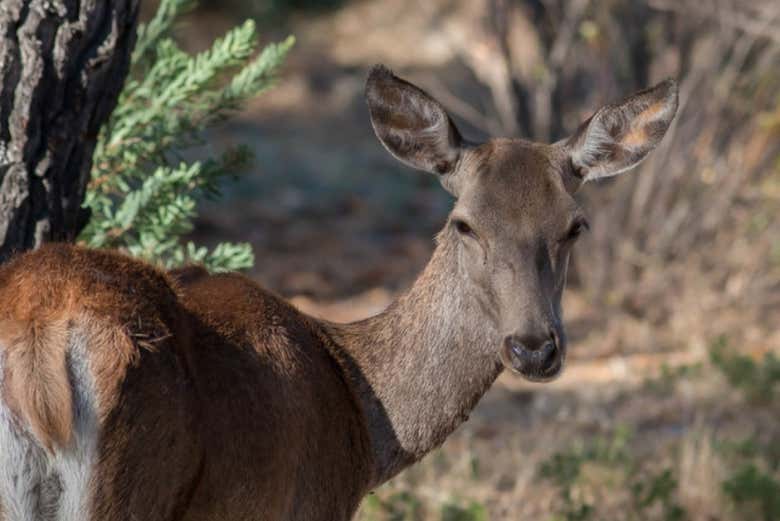 Visitando el santuario de venados 
