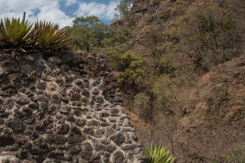 Vegetación en los alrededores de Tepoztlán