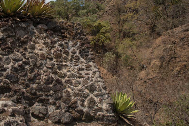 Caminos y vegetación en Tepoztlán