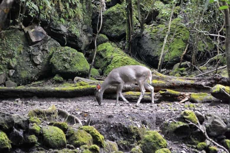 Un espacio mágico y natural en Tepoztlán