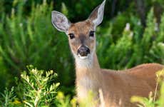 Visita al santuario de venados de Tepoztlán