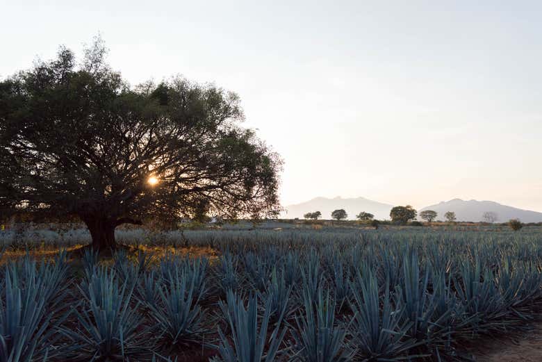 Campos de agave que recorreremos 