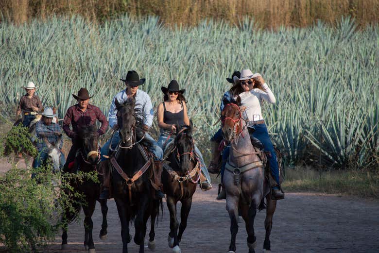 Rodeados de campos de agave