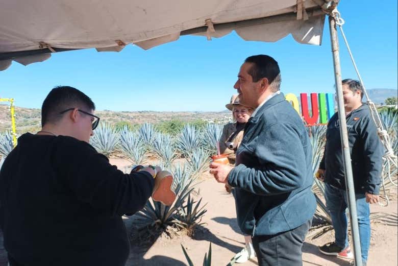 Aprendendo sobre o processo de fabricação da tequila