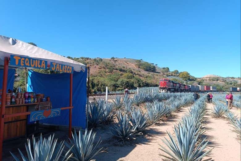 Vamos descobrir os campos de agave