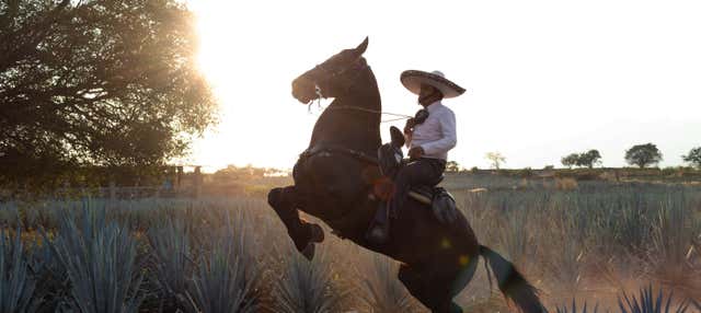 Paseo a caballo por los campos de agave del Rancho Don Jacinto